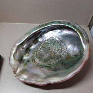 Iridescent Abalone Shell Home Accent Decor
